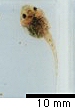  Tadpole in Middle Stage