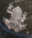 Young Frog III