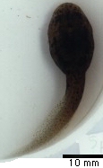  Tadpole in Late Stage