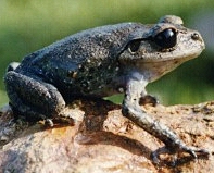 Young Frog II