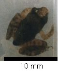 Young Frog 1