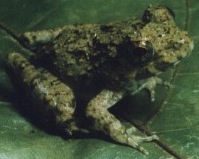 Young Frog 2