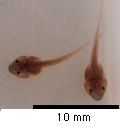 Tadpole in Middle Stage