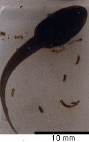 Tadpole in Late Stage